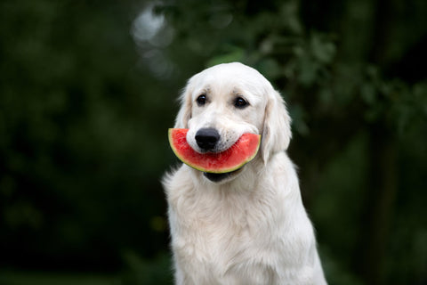 A labrador with a slice of watermelon in its mouth