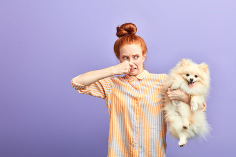 red haired Woman Holding a fluffy pomeranian