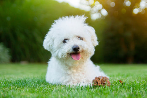 A Bichon Frise laying on the grass with its tongue hanging out