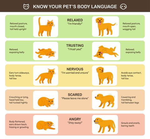 A dog body language chart