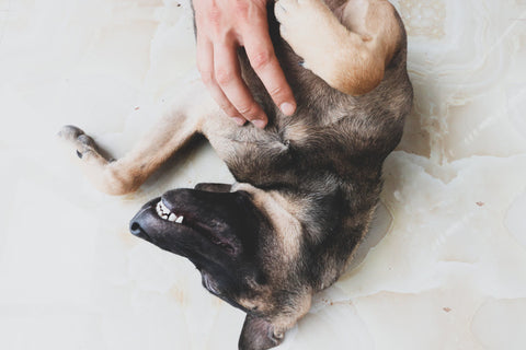 a dog rolled on its back receiving a belly rub