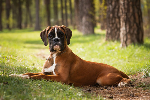 A Boxer Dog in the forest