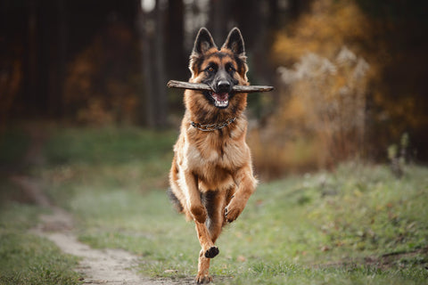 A German Shepherd running through woodland with a large stick in its mouth