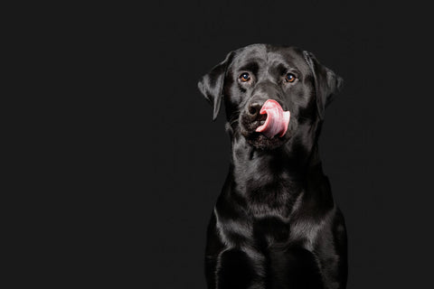 A Black Labrador Retriever