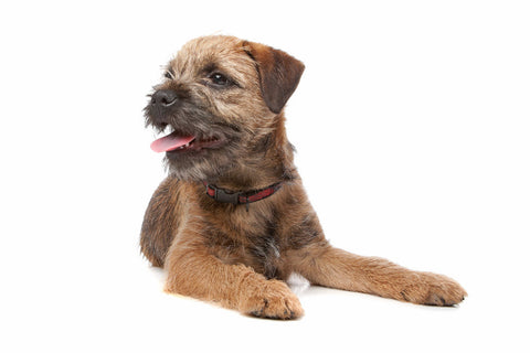 A wire haired Border Terrier against a white background