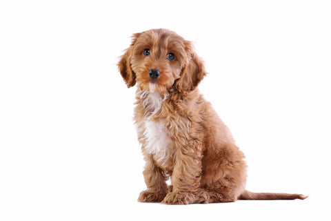 A tan and white Cockapoo against a white background