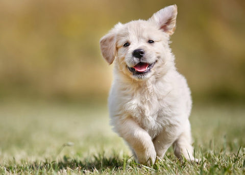 A young golden retriever puppy running around