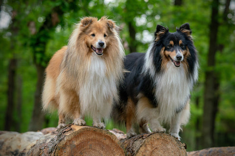 Two Shetland Sheepdogs, one golden and one tricolour, standing on logs in the woods