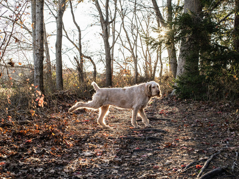 Italian Spinone kicks whilst in the woods