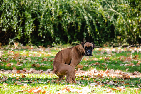 A Boxer Dog trying to poop