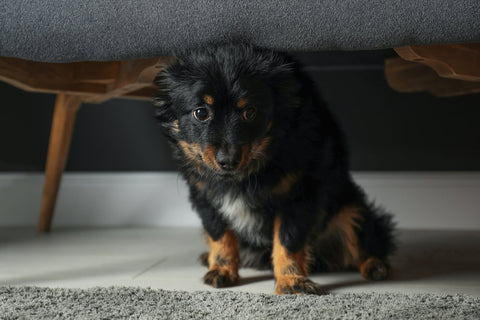 A small, stressed dog hiding under a sofa