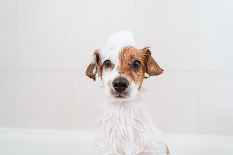 A puppy with shampoo bubbles on its head