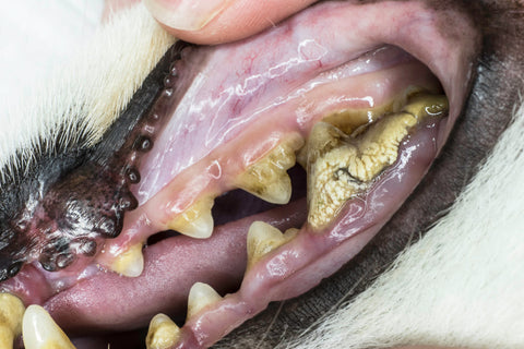 A dog with signs tooth decay and gum disease