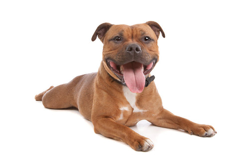 A brown Staffordshire Bull Terrier against a white background