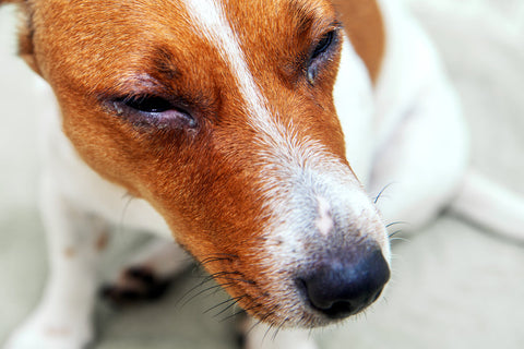 jack Russell puppy with eye infection