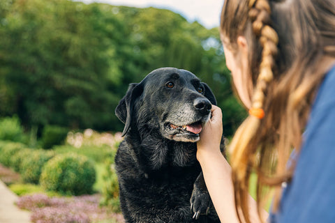 A senior dog being petted by a young woman