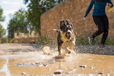 An excited puppy runs through a puddle