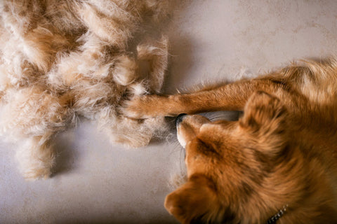 An Australian Shepherd laying next to a pile of it's shed hair