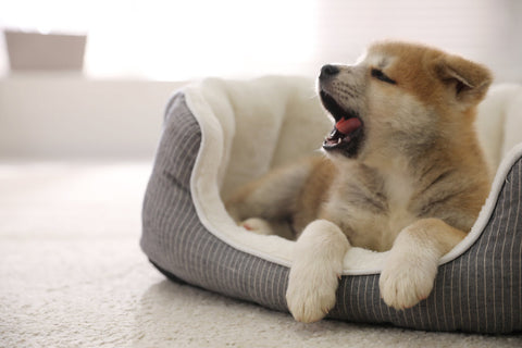A young puppy yawning in its bed.