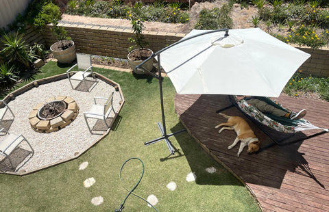 A large dog lays in the shade in its UK garden