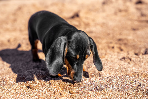 dachshund sniffing the floor