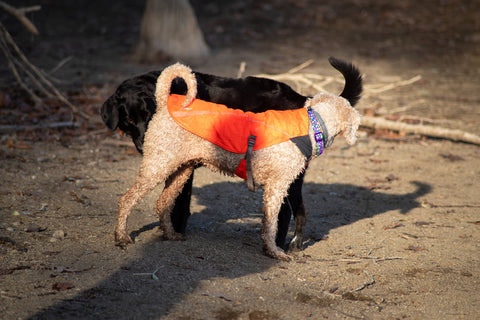 Two dogs greet one another by sniffing