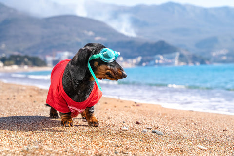 Dachshund in swimming goggle prepares to enter the water