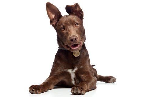 a brown dog with floppy, attentive ears