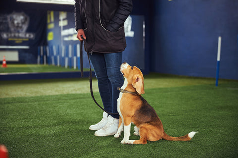 A Beagle puppy being obedience trained