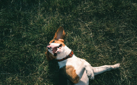 A dog rolling in the grass