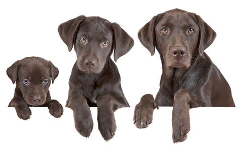 A dog at three ages: puppy, adolescent and adult