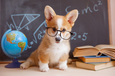 A Corgi puppy learning in a class
