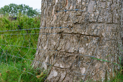 A wire garden fence