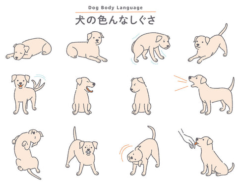 A chart of types of dog body language