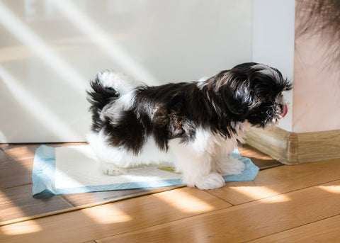 A puppy learning to go to the toilet on the correct surface