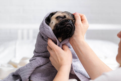 A Pug being dried after a bath
