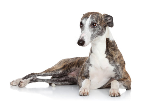 A blue and white Whippet against a white background