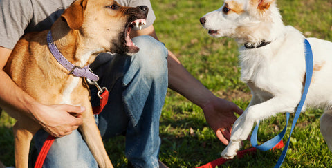 One dog growling aggressively at another