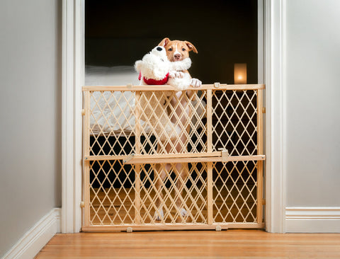 A young puppy with a toy in its mouth, standing at a baby gate