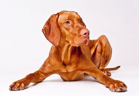 A Hungarian Vizsla against a white background