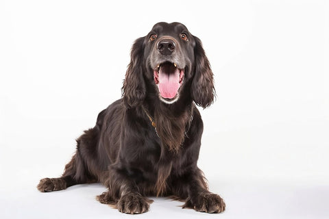 A dark brown haired English Cocker Spaniel against a white background