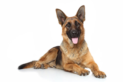 A German Shepherd against a white background