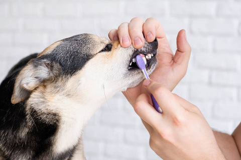 A dog having its teeth brushed