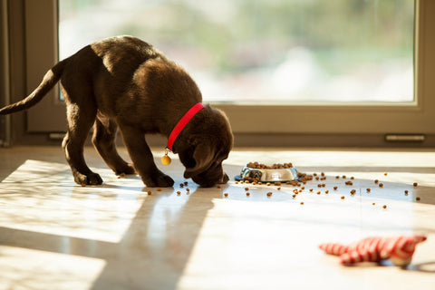 A chocolate Labrador puppy eating puppy food