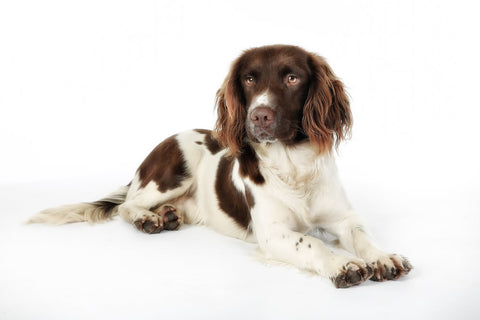 A brown and white English Springer Spaniel against a white background