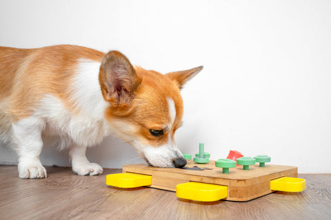 A corgi playing with an interactive dog toy
