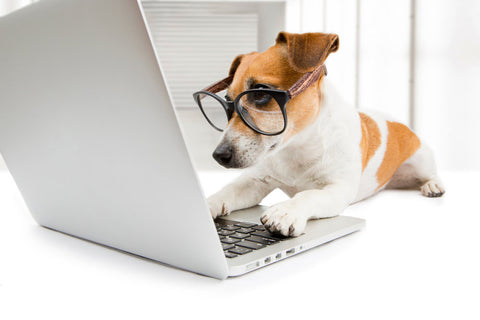 A Jack Russel Terrier wearing glasses sat at a laptop