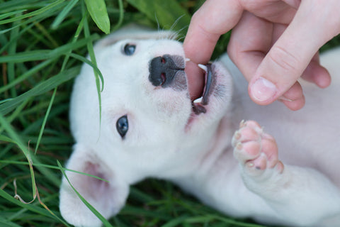 An adolescent teething dog chewing on its owner's finger