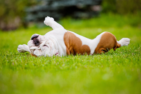 A bulldog dog rolling on its back