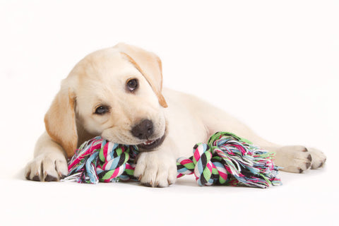 A Golden Retriever puppy chewing on a rope toy